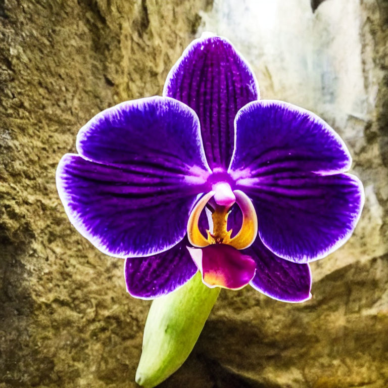 Vibrant purple orchid with striking pattern on blurred rocky background