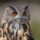 Detailed Close-Up of Great Horned Owl with Piercing Yellow Eyes