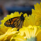 Monarch Butterfly on Yellow Flowers with Blurred Background