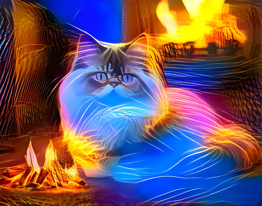 Persian cat 