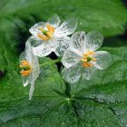 Translucent white flowers with yellow and pink centers in green foliage.