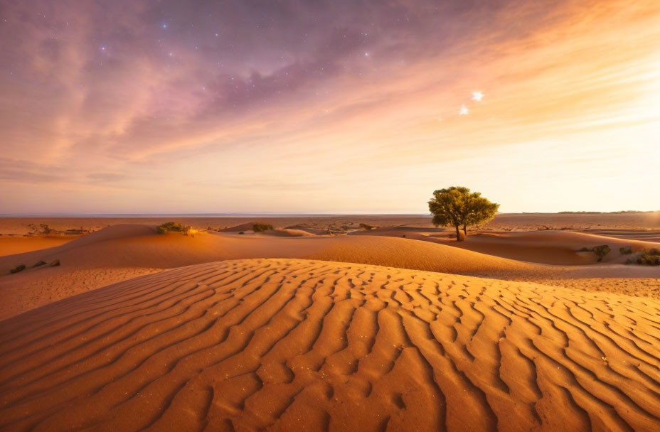 Solitary tree in rippled sand dunes under twilight sky