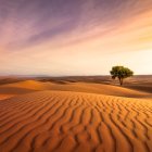 Solitary tree in rippled sand dunes under twilight sky