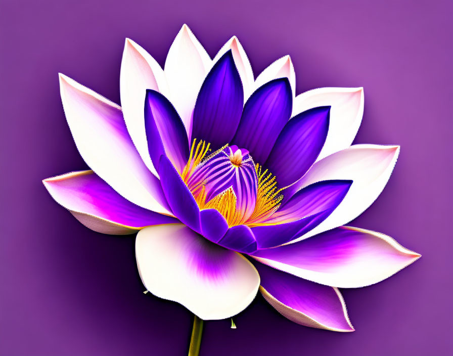 Detailed Purple and White Lotus Flower Illustration on Purple Background