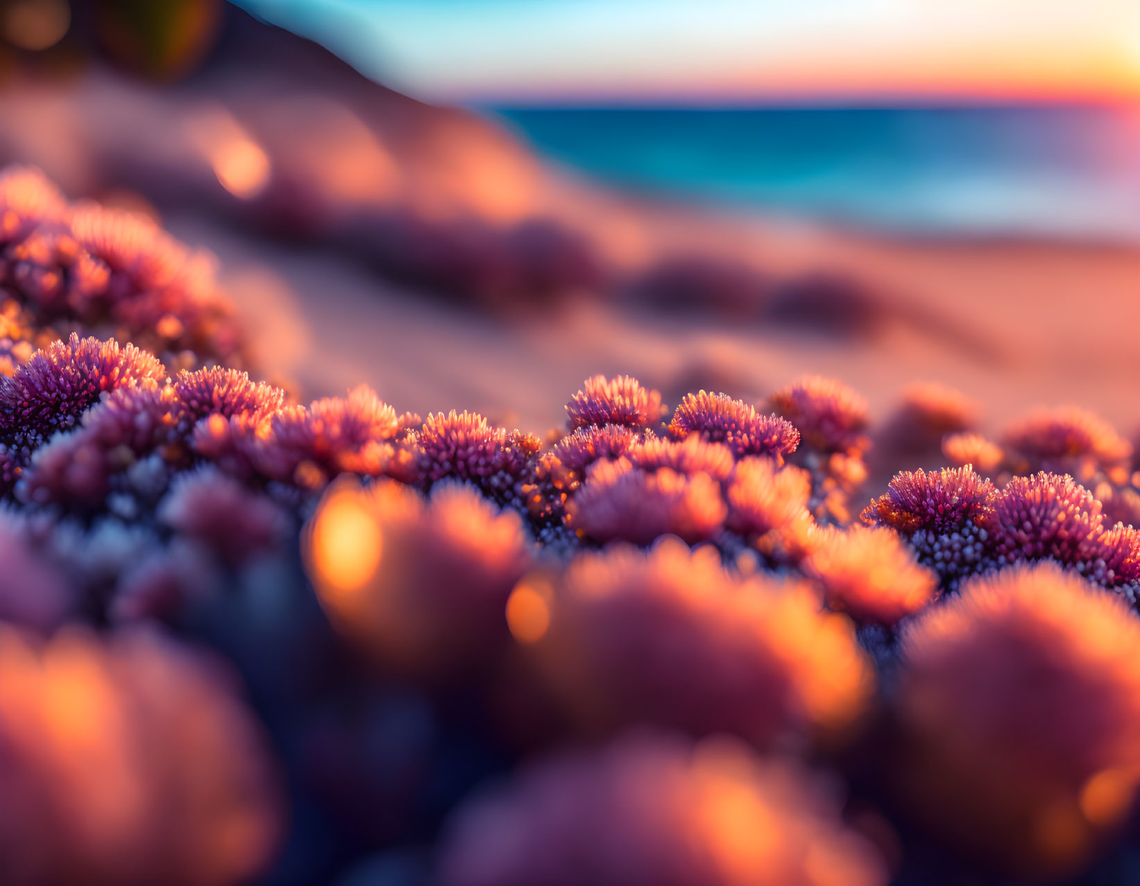 Vibrant sunset colors illuminate sea anemones on rocky shore.