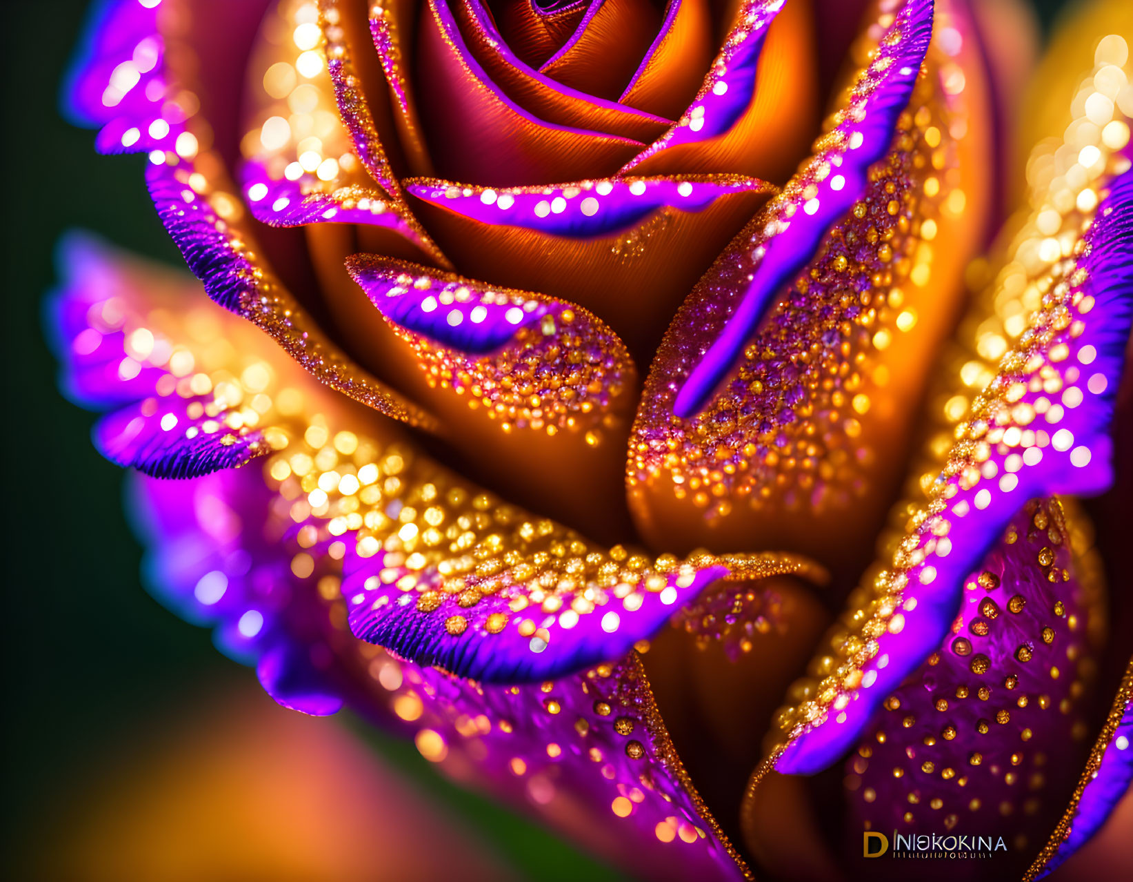 Vibrant rose with water droplets and sparkling light reflections