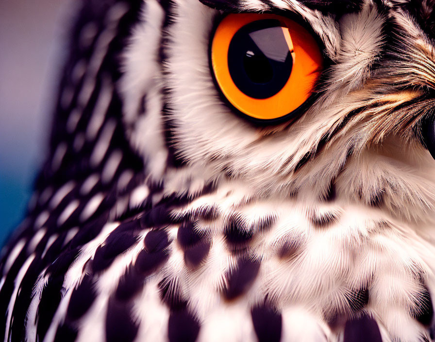 Detailed Owl Face with Intricate Feather Patterns and Striking Orange Eye