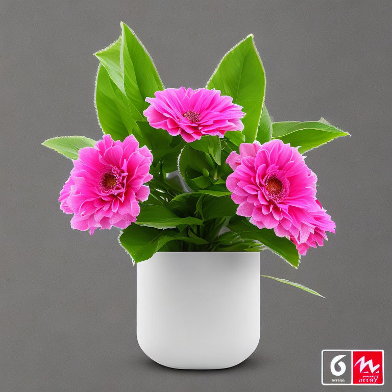 Bright Pink Flowers in White Pot on Gray Background