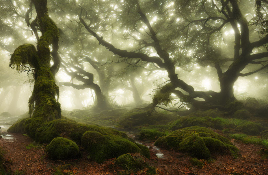 Misty forest with ancient moss-covered trees and ethereal sunlight