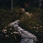 Enchanting forest scene with glowing mushrooms and stone pathway