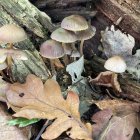 Bioluminescent fantasy mushrooms in enchanted forest landscape