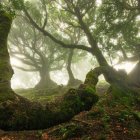 Misty forest with ancient moss-covered trees and ethereal sunlight