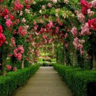 Tranquil Path with Pink Cherry Blossoms and Sunlight