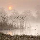 Serene lakeside scene with huts, boat, bare trees, stars, and pink flowers