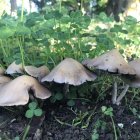 Colorful Mushroom Illustration in Fantasy Undergrowth