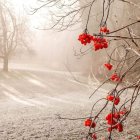 White Flowers and Orange Leaves in Soft-focus Scene