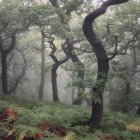 Tranquil forest scene with stream, twisted trees, colorful flowers, fog, and sunlight.