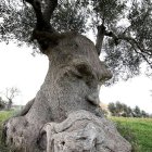 Ancient tree with face-like formation and lush foliage