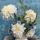 Delicate white flowers in full bloom on soft blue background