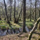 Detailed artwork: Mystical forest with towering trees, dense undergrowth, serene pond.