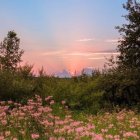 Tranquil sunrise garden with pink flowers, butterfly, and small creature