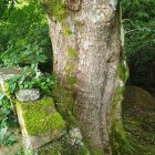 Circular Enchanting Door in Moss-Covered Tree Forest