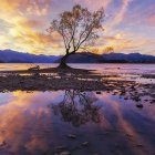 Fantasy landscape with vibrant twilight sky, twisted tree, tranquil water, and delicate flowers.