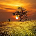 Radiant field with tree, flowers, sunset, clouds, rays, path, and fence