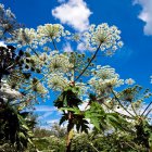 Colorful flowers and foliage under a blue sky with fluffy clouds