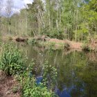 Tranquil River Landscape with Lush Greenery and Wildlife