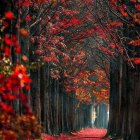 Scenic autumn forest path with vibrant orange, red, and pink trees