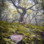 Twisted trees with purple blossoms in misty forest path