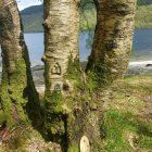 Detailed Illustration of Tree Trunks with Intricate Bark Textures by Calm Water Body