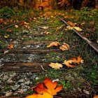 Tranquil forest landscape with waterlogged path and fallen amber leaves