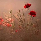 Ethereal wildflowers and grasses in warm, hazy sunlight