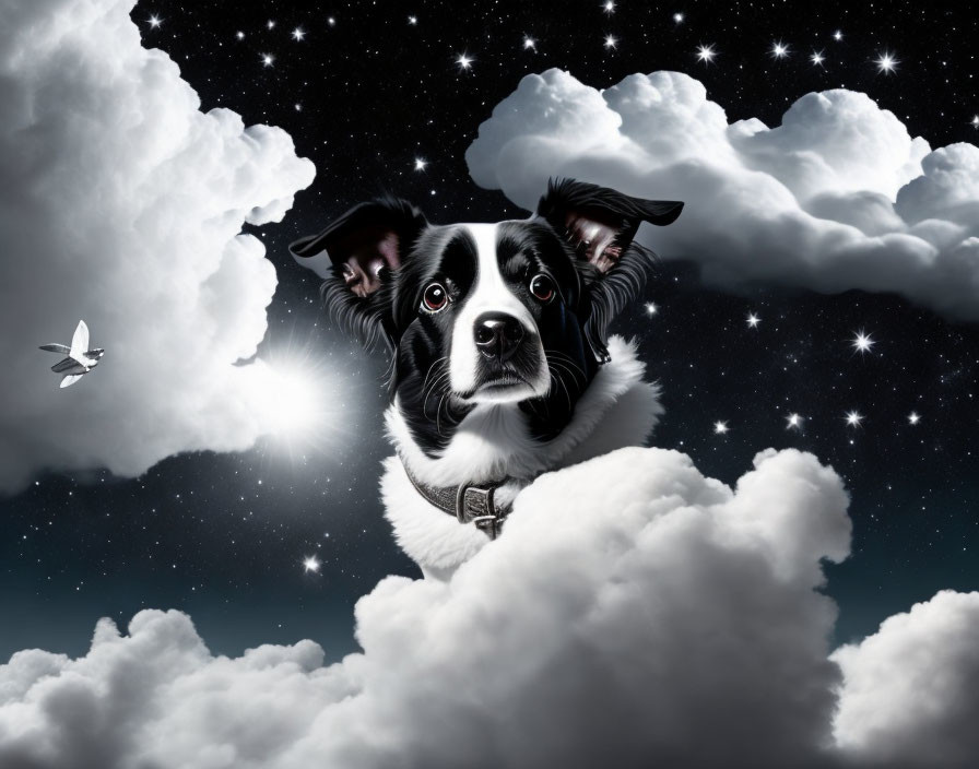 Black and white dog with expressive eyes and flappy ears in night sky with clouds and bird.