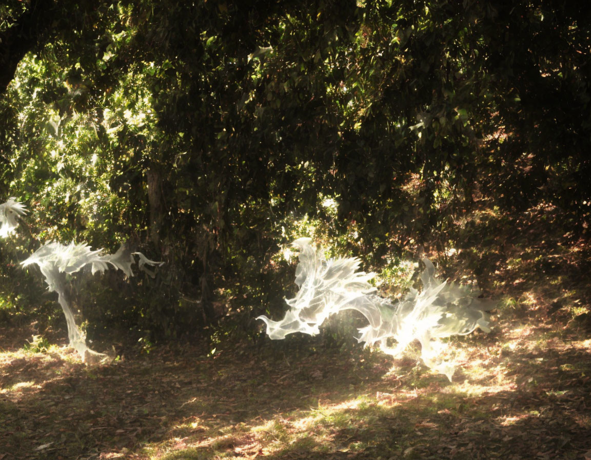 Forest floor illuminated by sunlight through trees with swirling mist.