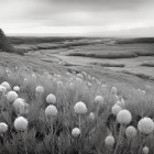 Monochrome landscape with dandelion-like flowers, hills, trees, and river