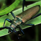 Detailed Illustration of Green and Bronze Mechanical Insect Resembling a Bee