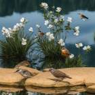 Tranquil Pond with Blooming Water Lilies and Lotus Flowers