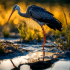 Yellow-Billed Stork in Shallow Water at Sunset