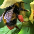 Detailed illustration of bumblebee on flower with translucent wings