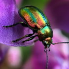 Mechanical beetle with golden details on purple flowers in fantastical background