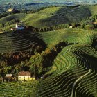 Vineyard landscape with rolling hills, winding road, and scattered buildings