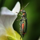 Ornately Decorated Beetle on Vibrant Green Background