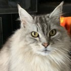 Fluffy Cat with Striking Eyes Next to Candles and Lantern