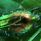 Steampunk-inspired insect illustration with metallic details on misty green background