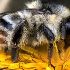 Hyper-realistic Digital Artwork: Bee with Iridescent Wings on Yellow Flower