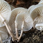 Colorful Mushroom Illustration Among Mossy Forest Floor