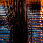 Tranquil twilight scene with silhouetted reeds and glowing bokeh reflections